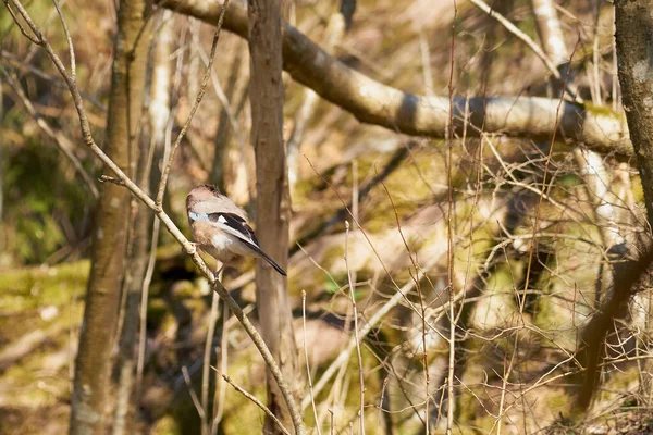 Oiseau Forestier Est Assis Sur Une Branche Arbre Dans Forêt — Photo