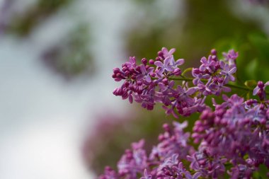 Bulanık yeşil arka planı olan leylak dalları.