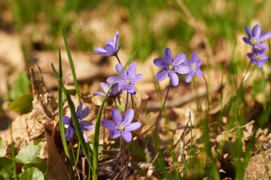 Ormanda mor bahar çiçekleri ve bulanık bir arka plan.