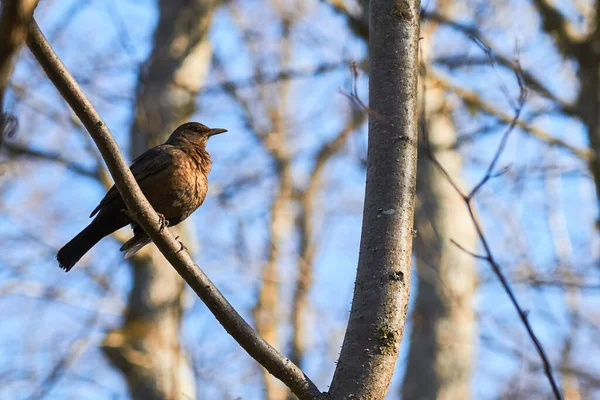 Pájaro Del Bosque Negro Una Rama Árbol Bosque —  Fotos de Stock