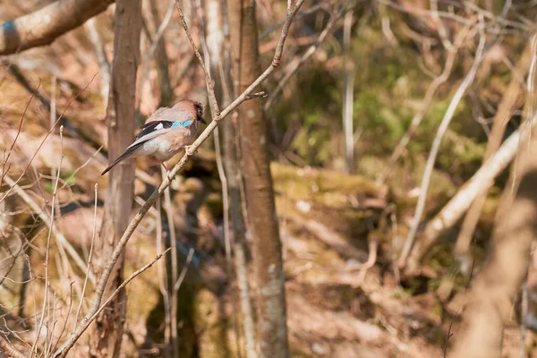 Lesní Pták Sedí Větvi Stromu Lese — Stock fotografie