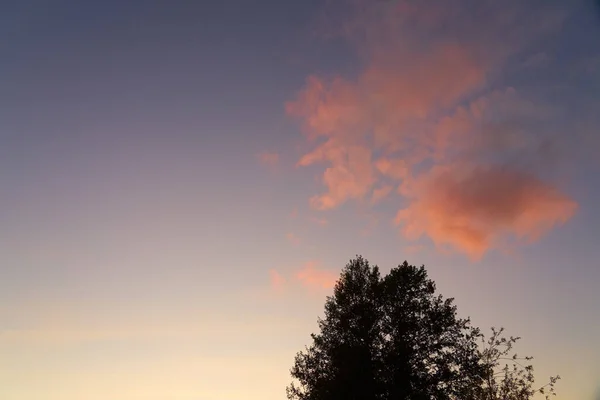 Silhouette Arbre Contre Ciel Couchant — Photo