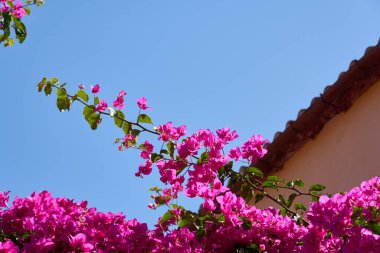 Arka planda mavi gökyüzü olan parlak pembe çiçekler..