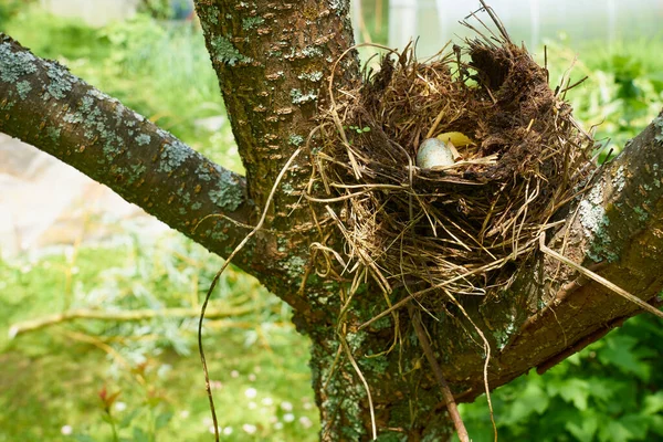 Nest Wild Little Bird Blue Egg — Zdjęcie stockowe