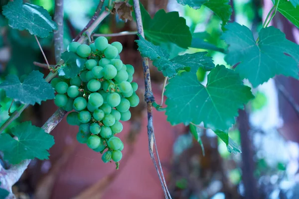 Een Bos Van Groene Druiven Een Tak Van Een Wijnstok — Stockfoto