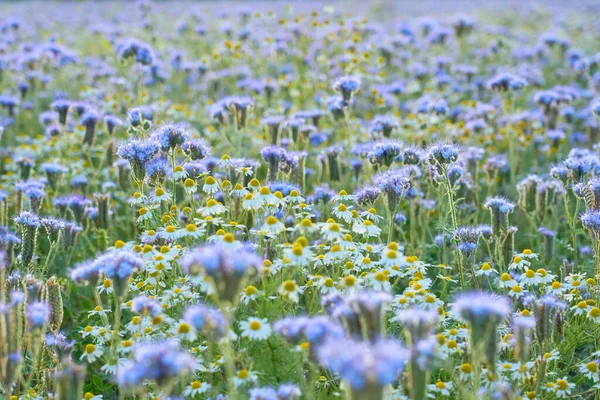 Campo Com Flores Roxas Como Fundo Natural — Fotografia de Stock