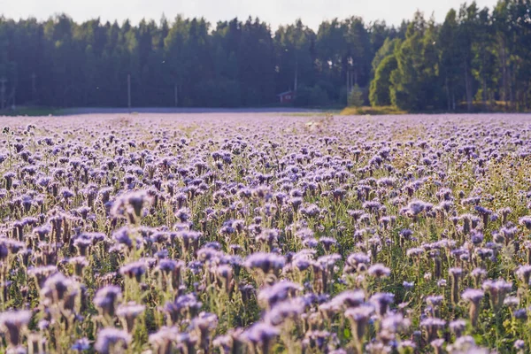 Campo Com Flores Roxas Como Fundo Natural — Fotografia de Stock