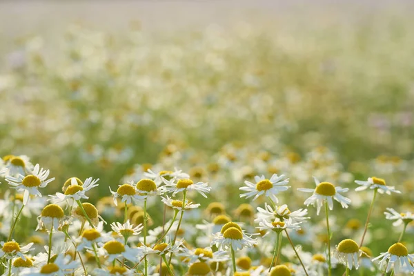 Chamomile Meadow Rays Sun Natural Background — Fotografia de Stock