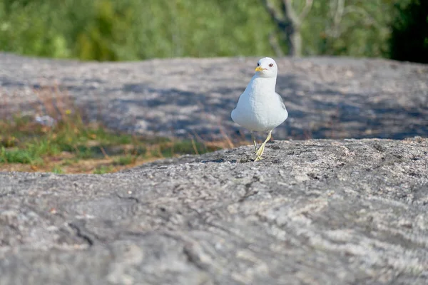 Seagull Granite Stone Sun — Stok fotoğraf