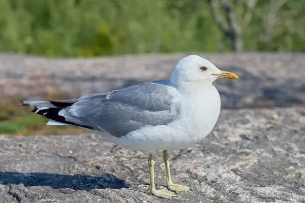 Seagull Granite Stone Sun — Stock Photo, Image