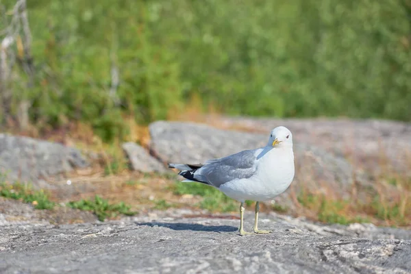 Seagull Granite Stone Sun — Stock Photo, Image