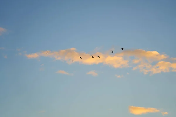 Gäss Kedja Flyger Över Himlen Söderut — Stockfoto