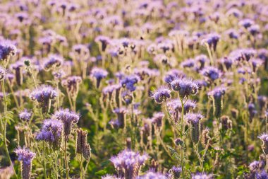 A field with purple flowers as a natural background
