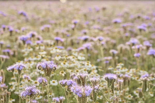 Field Purple Flowers Natural Background — Fotografia de Stock