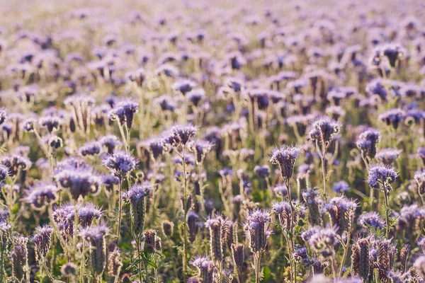 Field Purple Flowers Natural Background — Foto de Stock