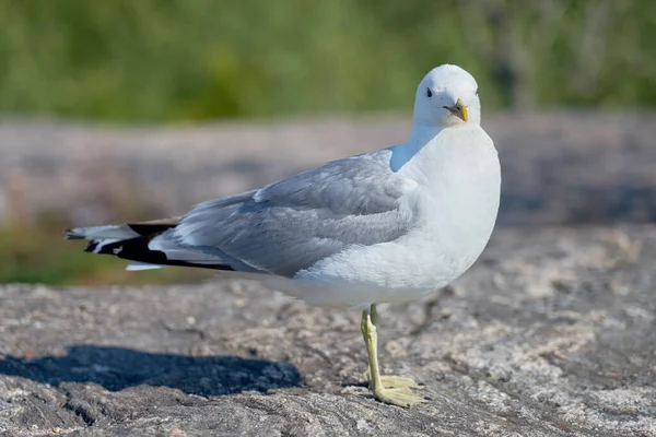 Seagull Granite Stone Sun — Stock Photo, Image