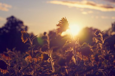 Batan güneşin ışınlarında bir ayçiçeği tarlası