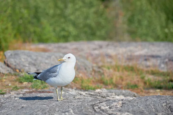 Seagull Granite Stone Sun — Stok fotoğraf