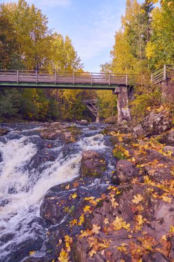 Sonbahar ormanındaki hızlı bir dağ nehrinin üzerinde eski ahşap bir köprü.