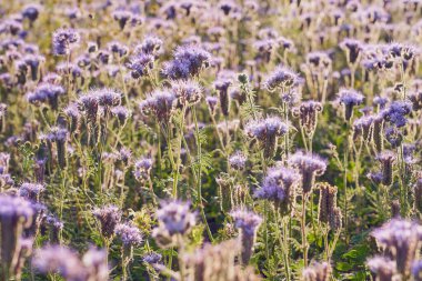 A field with purple flowers as a natural background