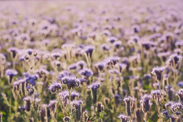 Field Purple Flowers Natural Background — Fotografia de Stock