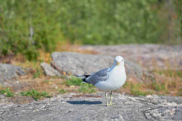 Seagull Granite Stone Sun — Stock Photo, Image