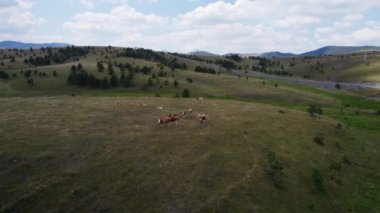 İnekler, sakin bir yaz gününde, geniş bir dağ çayırında otlar. Güneşli bir günde, hava aracıyla havadan ileri ve aşağı doğru hareket ederek, yakınlaştırır ve en düşük renk düzeltmesi ile kurgularlar.