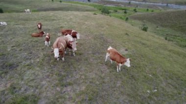İnekler, sakin bir yaz gününde, geniş bir dağ çayırında otlar. Havadan insansız hava aracı tarafından dairesel hareketle çekilen güneşli bir gün. Renk düzeltmesi çok az.