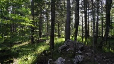 Güneşli bir dağ ormanında, düşük açılı hava aracından çekilen güneş ışınlarıyla çekilen bir sabah. Renk düzeltmesi çok az.