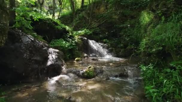 Şelaleli Bir Dağ Deresinin Havadan Görünüşü Etrafını Yosun Tutmuş Bitki Video Klip