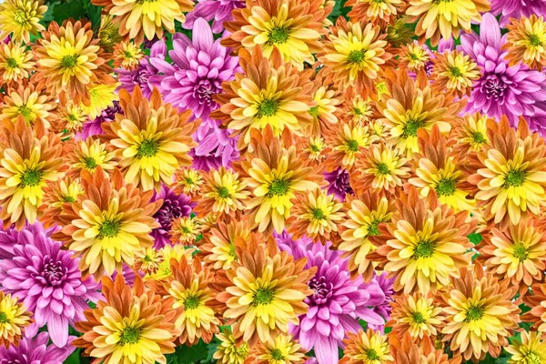 Tło Chryzantemy Kwiaty Jesienny Sztandar Styl — Zdjęcie stockowe