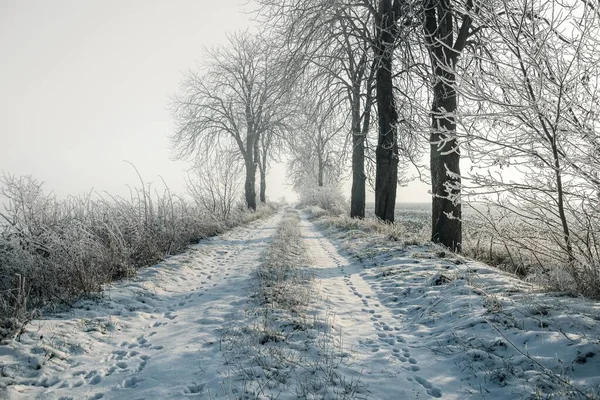 Τοπίο Ομιχλώδης Ημέρα Του Χειμώνα Αγροτικός Δρόμος — Φωτογραφία Αρχείου
