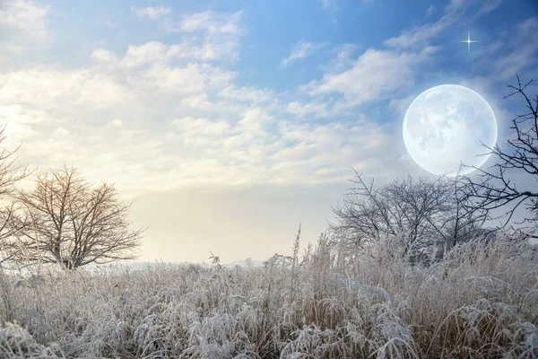 Vackert Landskap Vinter Och Måne Lunar Natt Vinterskogen — Stockfoto