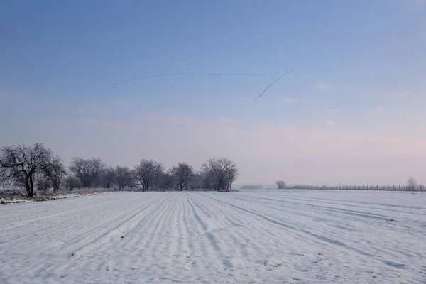 Trees Winter Frosty Day Village Far Away First Snow Crane — Stockfoto
