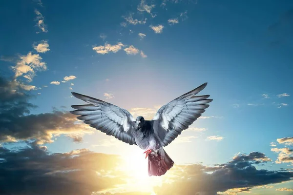 Dove Sky News World Beautiful Religion Background Holy Spirit Dovesymbol — Stock Photo, Image