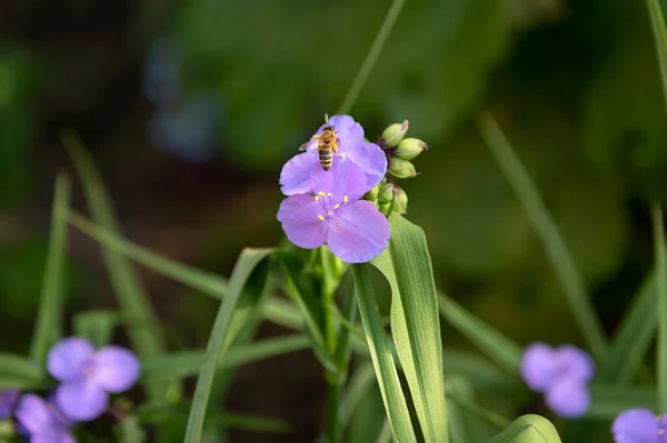 Abeja Una Flor Púrpura Jardín Flores Pequeñas Jardín — Foto de Stock