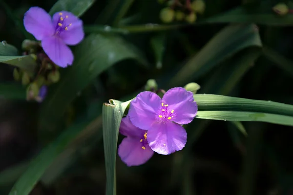 Jasne Purpurowe Kwiaty Floksu Letni Dzień Kwiat Lilii Kwiaty Bliska — Zdjęcie stockowe