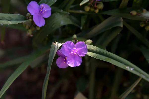 夏天的一天 艳丽的紫花盛开 盛开的紫丁香花在夏日花园的特写图片 — 图库照片