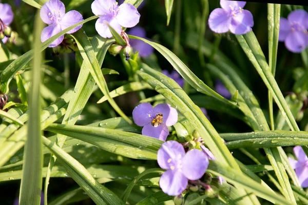 Яскраво Фіолетові Квіти Літній День Квітучі Бузкові Квіти Крупним Планом — стокове фото