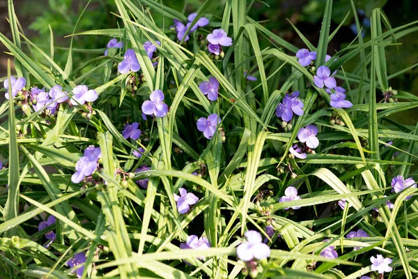 Flor Flores Lobelia Púrpura Sobre Fondo Verde Día Verano Soleado — Foto de Stock