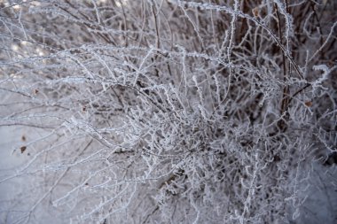 Çalıların dallarında kar ve rime buzu. Güzel bir kış arkaplanı ve ağaçlar buzullarla kaplı. Parktaki bitkiler hoar Frost ile kaplıdır. Soğuk karlı hava. Soğuk krema dokusu.