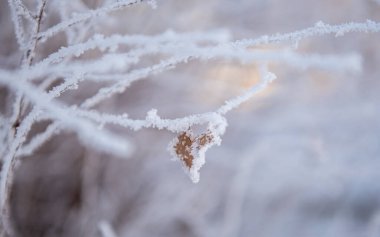 Çalıların dallarında kar ve rime buzu. Güzel bir kış arkaplanı ve ağaçlar buzullarla kaplı. Parktaki bitkiler hoar Frost ile kaplıdır. Soğuk karlı hava. Soğuk krema dokusu.