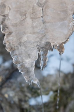 Buz saçağını damlalarla eritiyorum. İlkbahar buzu. Kışın sonu, bahar mevsiminin başı konsepti. Büyük buz saçakları, insanların hayatı için tehlikeli ve evleri tahrip eden. Kış konsepti.