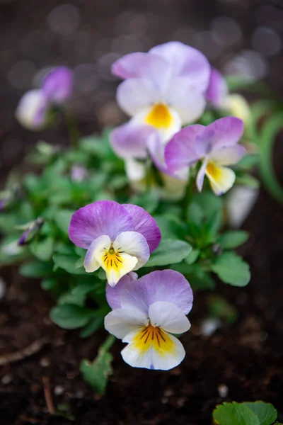 Primer Plano Adorable Colorido Pansy Viola Una Colección Alegres Pantaletas — Foto de Stock