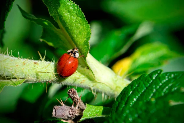 Joaninha Vermelha Uma Folha Verde Grama Desfocado Close — Fotografia de Stock