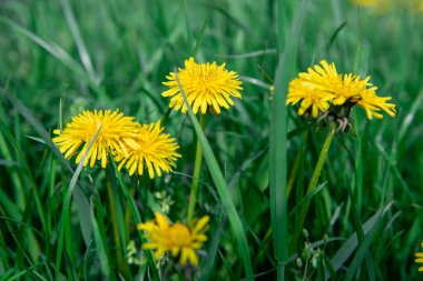 Çimlerde karahindiba. Bahar çiçekleri. Sarı karahindiba. Bahar. seçici odak