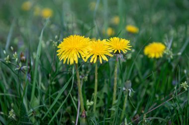 Çimlerde karahindiba. Bahar çiçekleri. Sarı karahindiba. Bahar. seçici odak