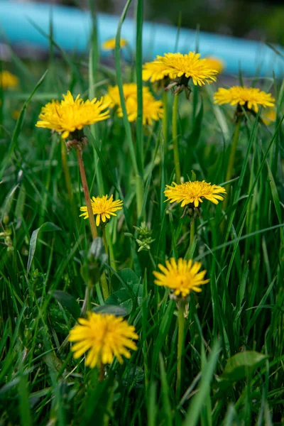 Одуванчики Траве Весенний Расцвет Желтые Одуванчики Весной Селективный Фокус — стоковое фото