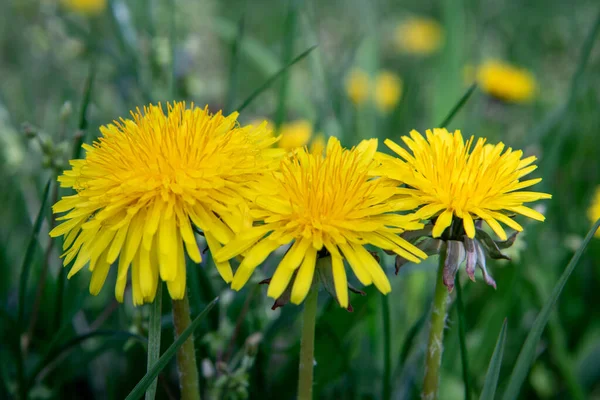 Denti Leone Nell Erba Fioritura Primavera Denti Leone Gialli Primavera — Foto Stock