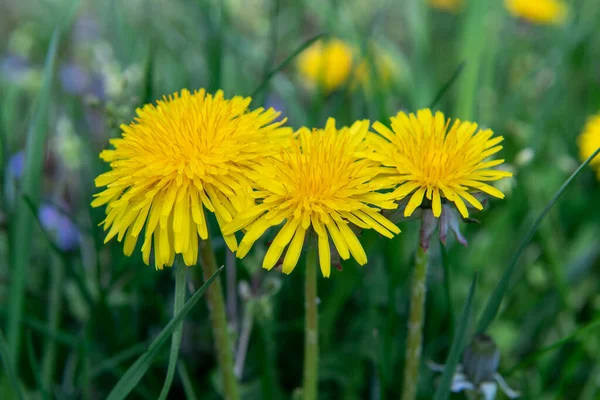 Dentes Leão Relva Floração Primavera Dente Leão Amarelo Primavera Foco — Fotografia de Stock